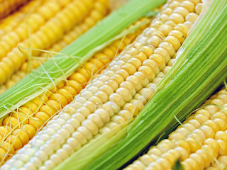 corn